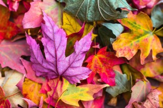 Article 8 : Confettis d&rsquo;Automne